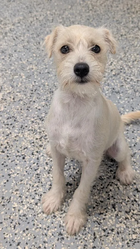 A baby small-sized female Wirehaired Terrier dog named Bridgette for adoption in Seven Points, TX