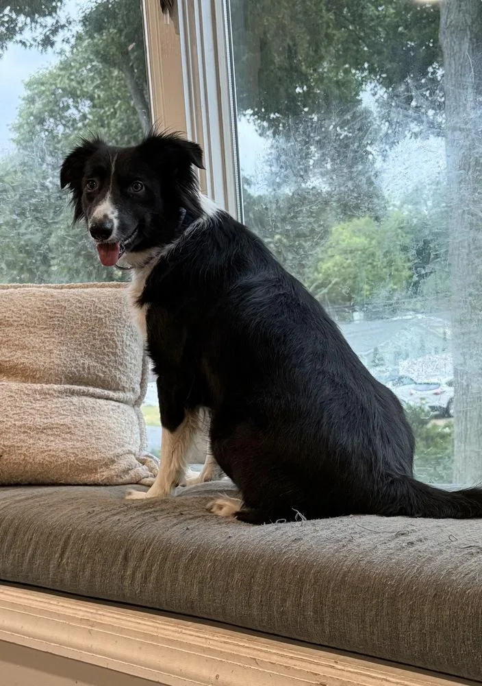 A young medium-sized female Tricolor (Brown, Black, & White) Border Collie dog named Aurora for adoption in Greenlawn, NY