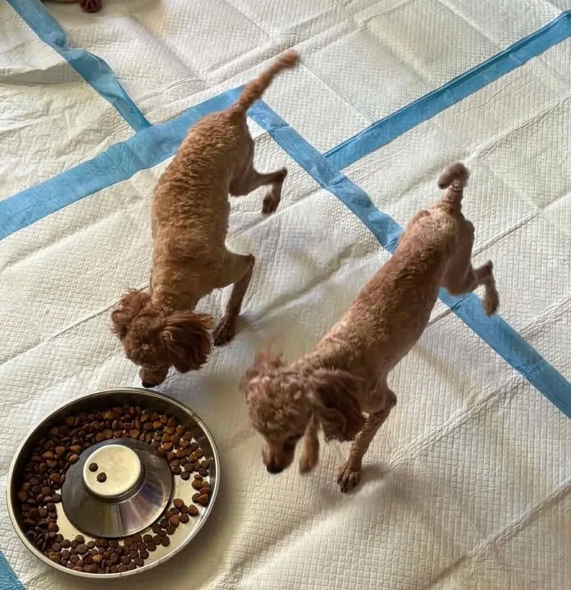 An adult small-sized male Standard Poodle dog named Ren for adoption in Peoria, IL