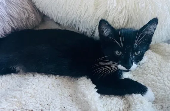 Jack & Jazzy thumbnail 4