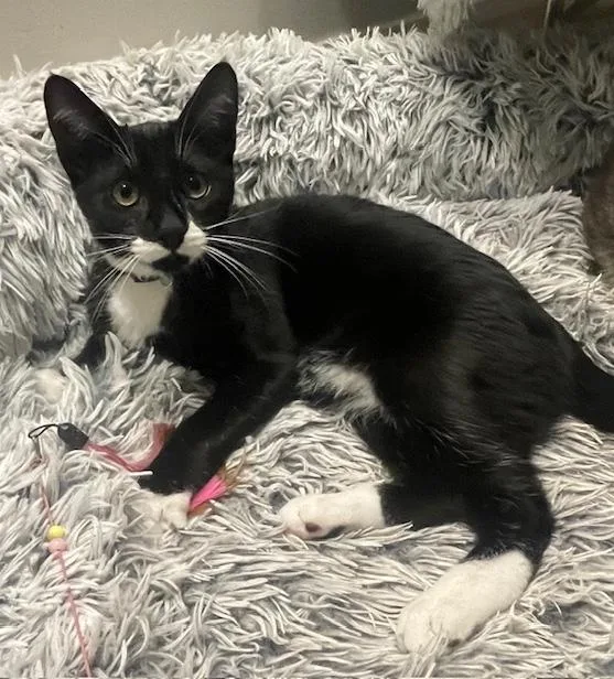 Jack & Jazzy thumbnail 5