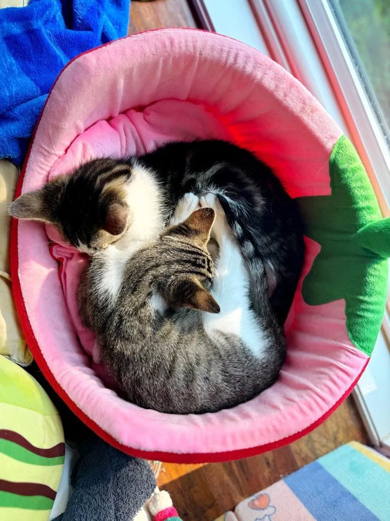 Crash Bandicoot thumbnail 3