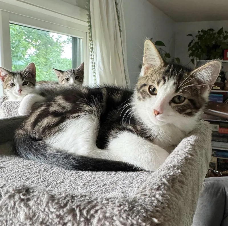 Crash Bandicoot thumbnail 4