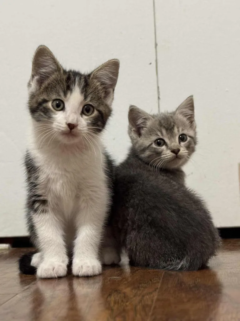 Crash Bandicoot thumbnail 5