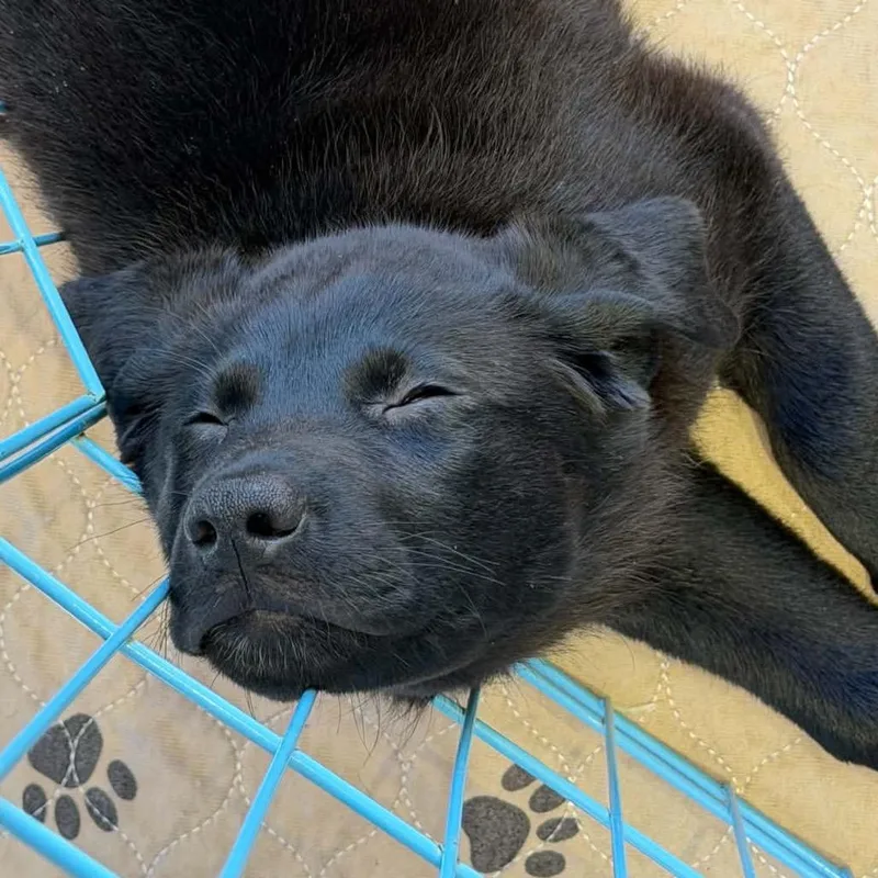 A baby large-sized female Black Mixed Breed dog named Oakley for adoption in Olathe, KS