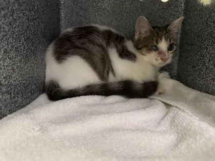 A young small-sized female Domestic Short Hair cat named Jean Grey for adoption in Daytona Beach, FL