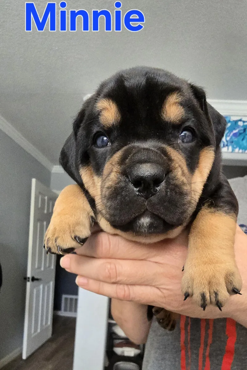 A baby medium-sized female English Bulldog dog named Minnie for adoption in Woodland, CA