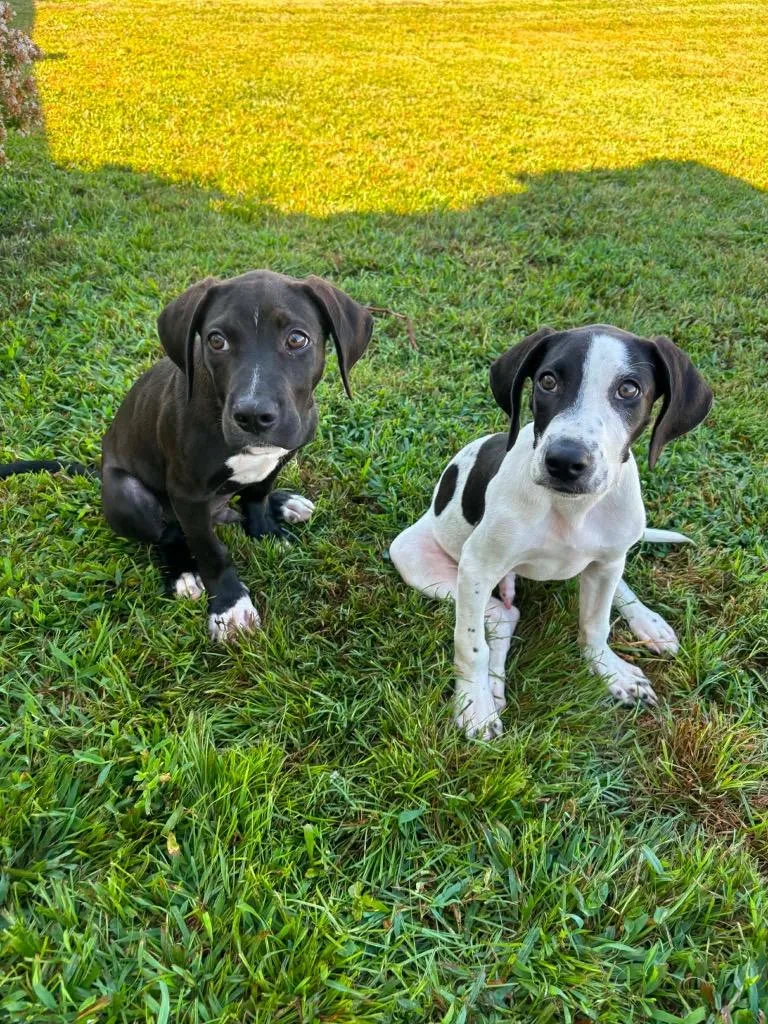 A baby medium-sized male Mixed Breed dog named Theodore for adoption in Murray, KY