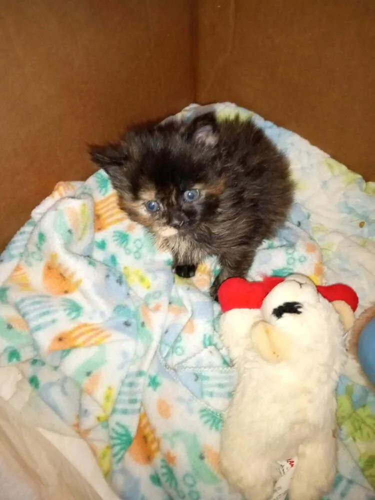 A baby small-sized female Domestic Long Hair cat named Luna for adoption in Olyphant, PA