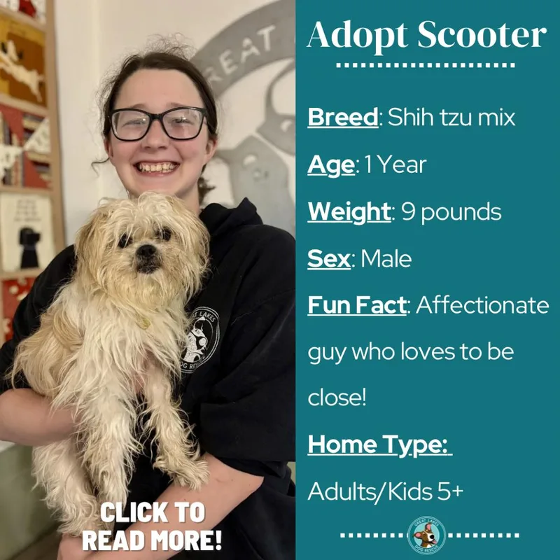 Scooter thumbnail 3
