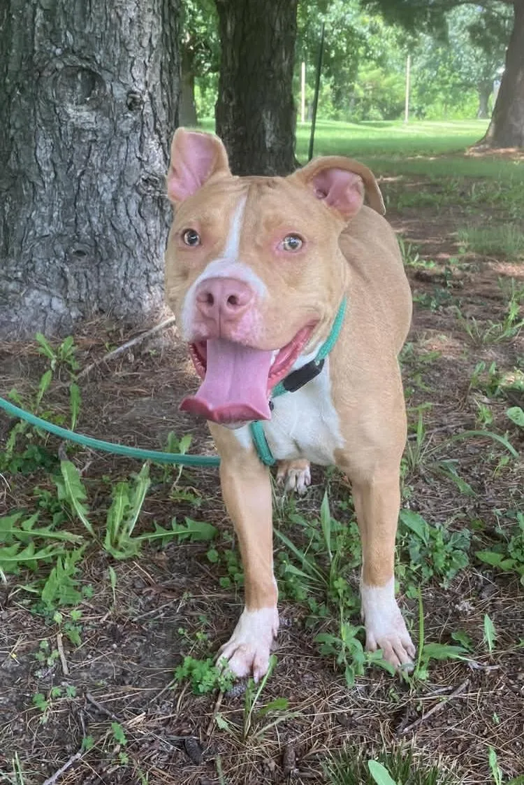 A young medium-sized female Yellow / Tan / Blond / Fawn Pit Bull Terrier dog named Tiana for adoption in Springfield, IL