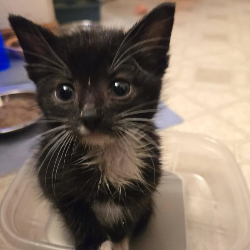 A baby small-sized male Black Domestic Short Hair cat named Cricket for adoption in West Olive, MI