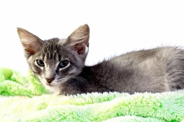A baby medium-sized male Domestic Short Hair cat named Pikachu for adoption in Fort Lauderdale, FL