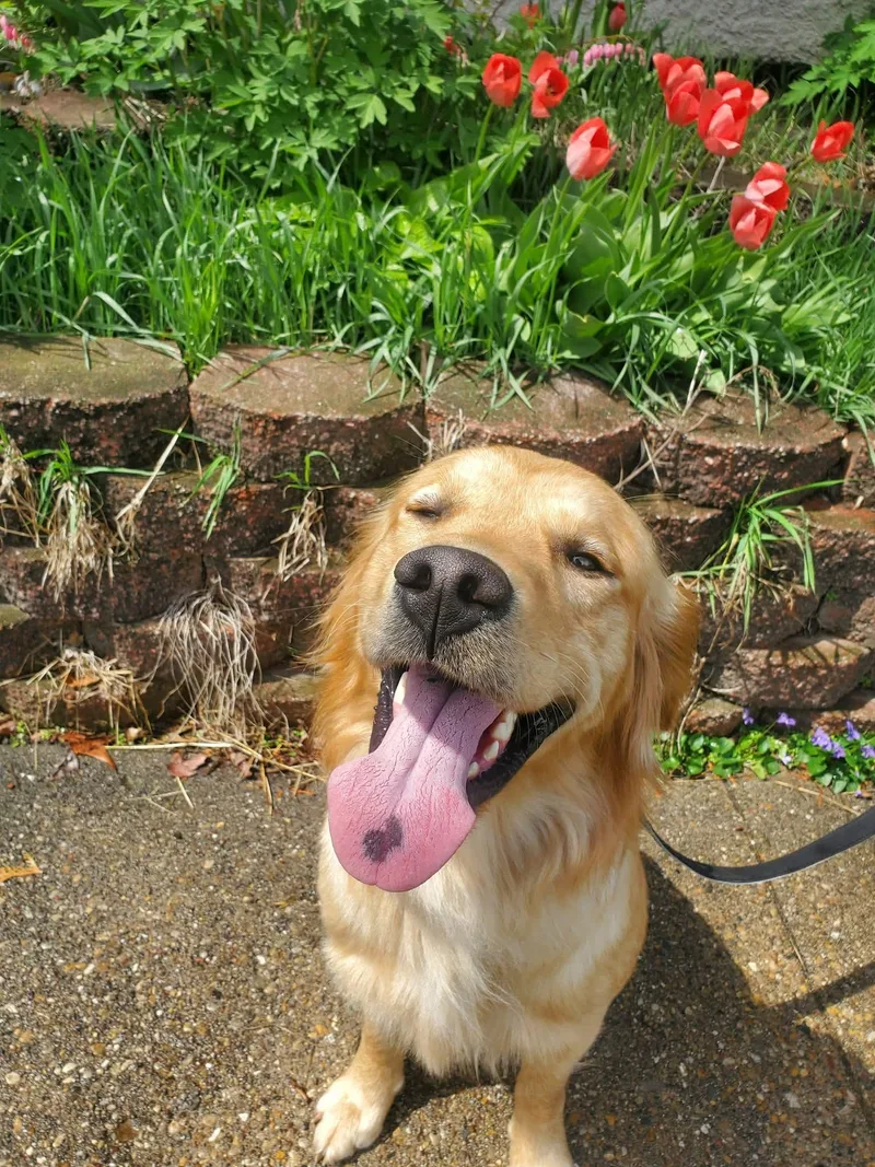 An adult large-sized male Golden Golden Retriever dog named Wubbzy for adoption in Bettendorf, IA