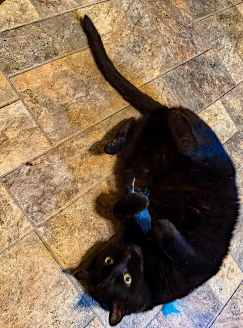 A senior extra large-sized male Black American Shorthair cat named Obi for adoption in Marion, NC