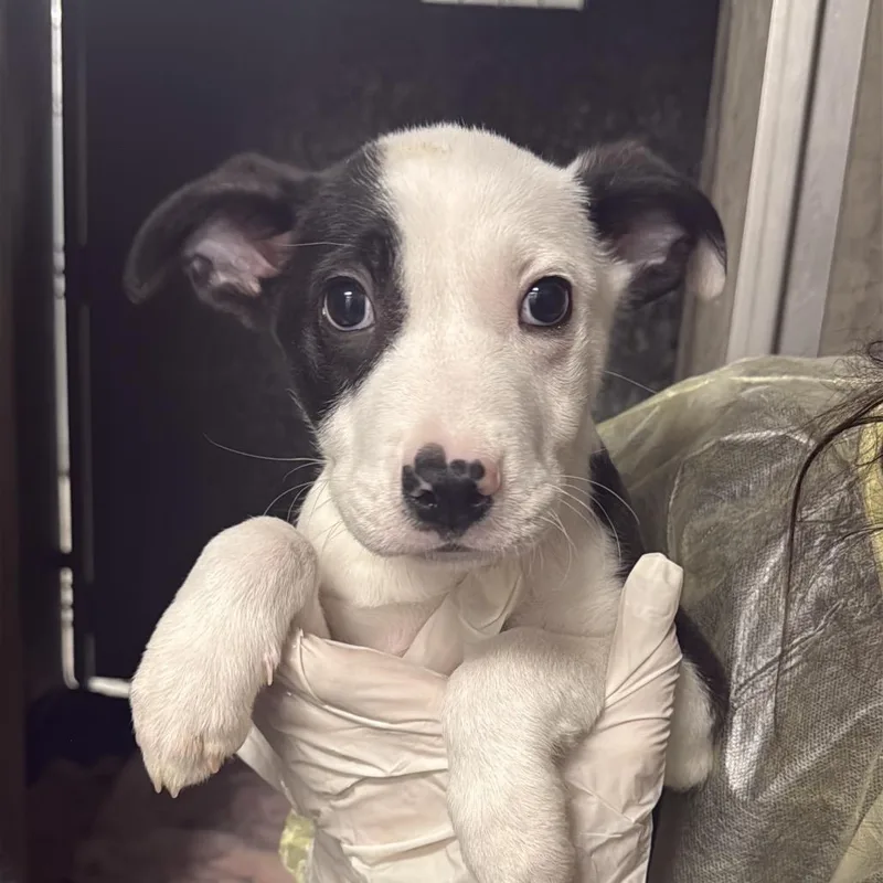 A baby small-sized male Black Pit Bull Terrier dog named Buster A for adoption in Mission Hills, CA