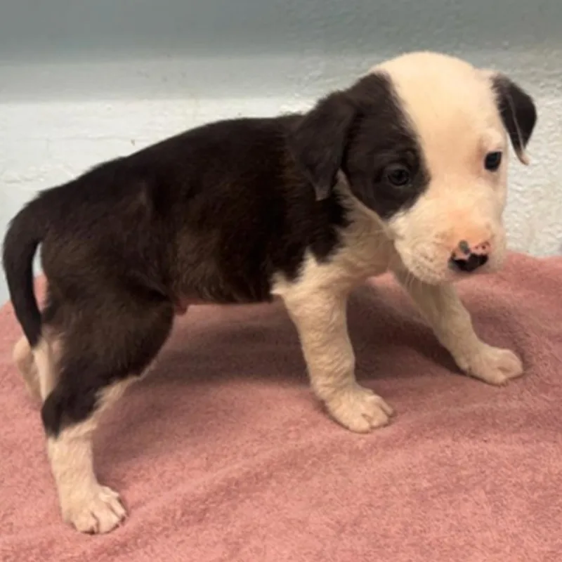 Buster A thumbnail 2