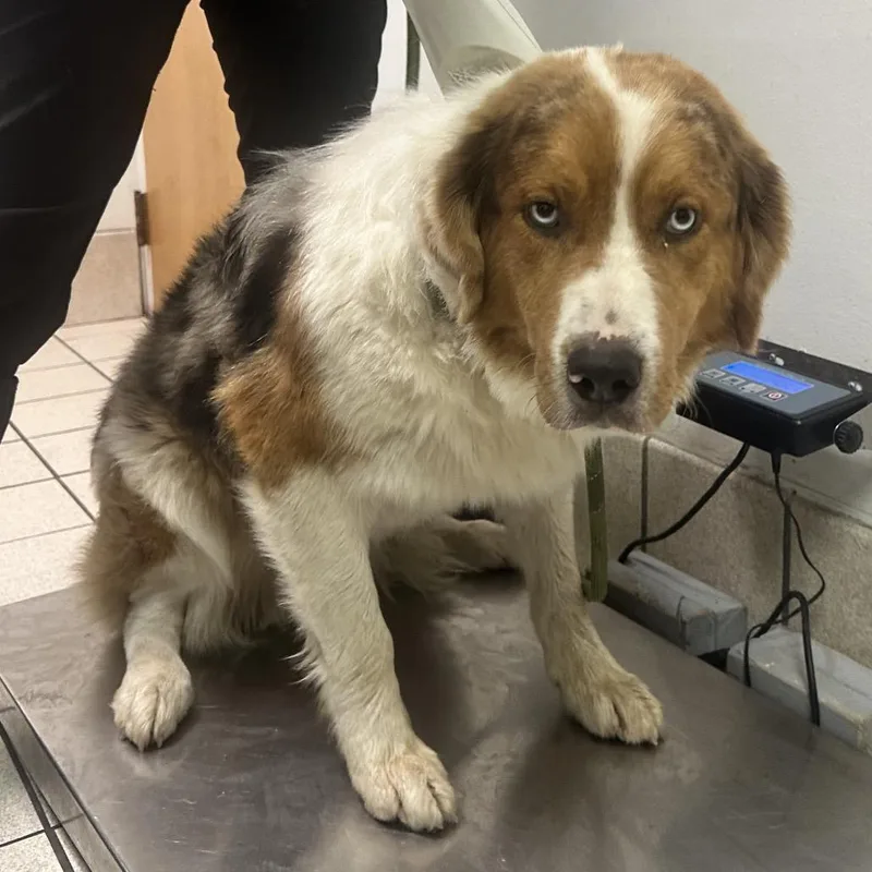 An adult medium-sized male Gray / Blue / Silver Mixed Breed dog named Pawgust D for adoption in Charleston, WV