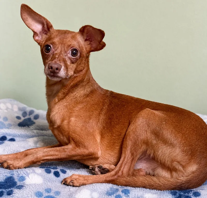 A senior small-sized male Chihuahua dog named Cabot for adoption in Boca Raton, FL