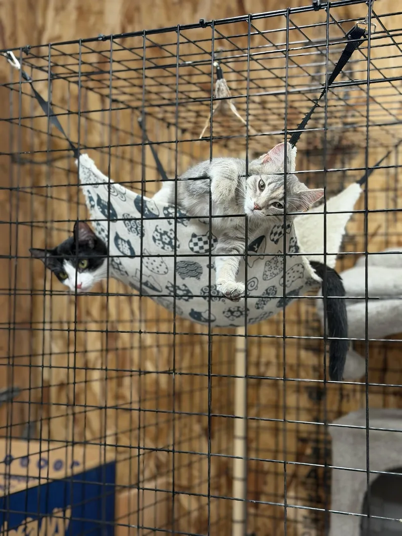A baby medium-sized female Dilute Tortoiseshell Domestic Short Hair cat named Luna Moth for adoption in Reeseville, WI