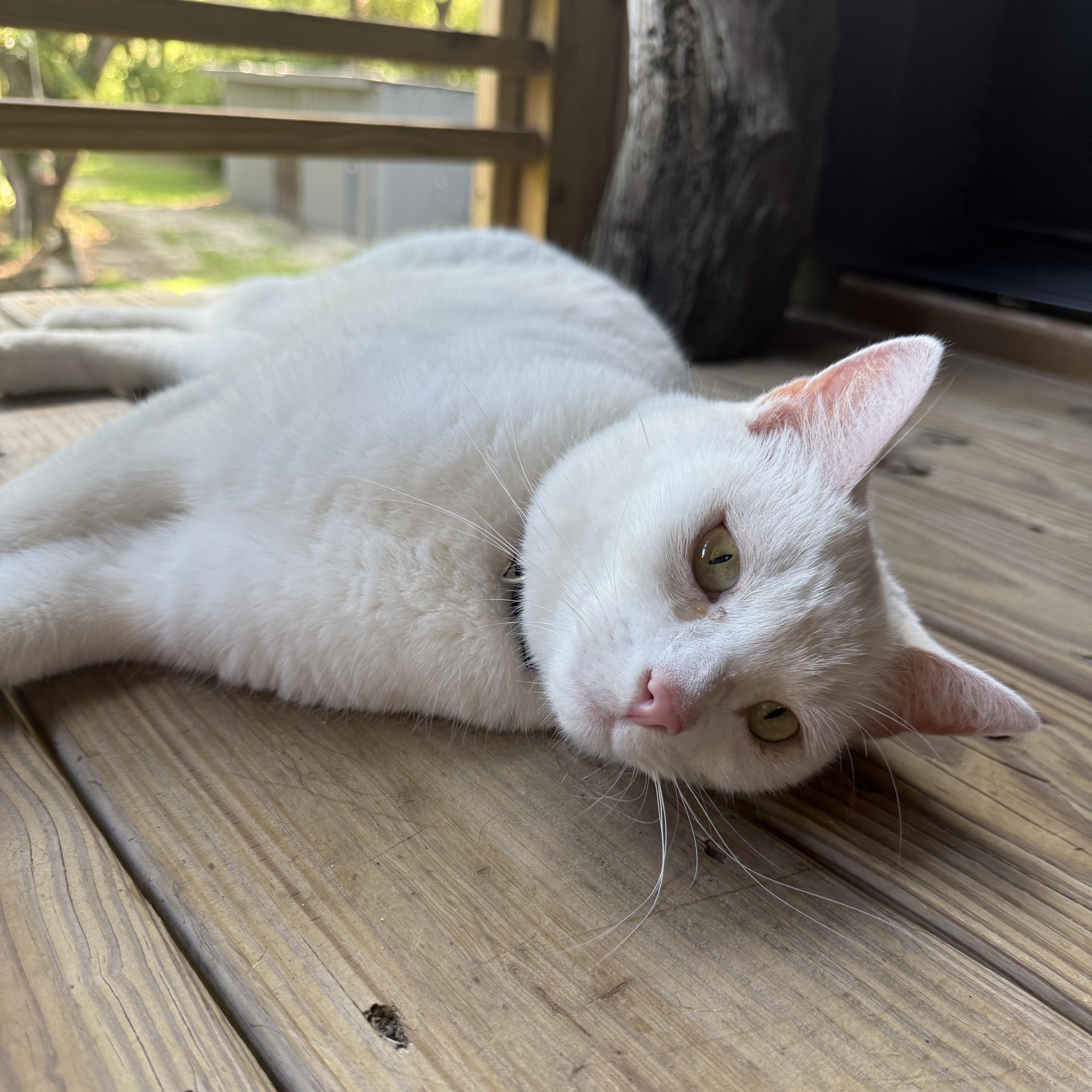 An adult medium-sized female White Domestic Short Hair cat named Zuri for adoption in Satsuma, AL