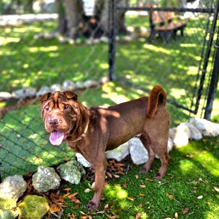 An adult medium-sized male Shar-Pei dog named Bear for adoption in Port Charlotte, FL