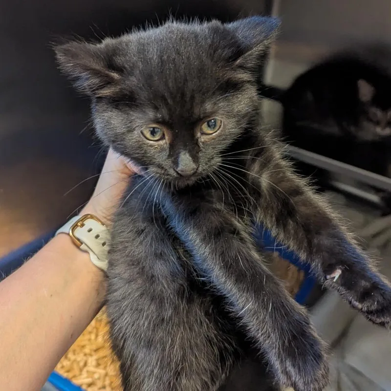 A baby small-sized female Black Domestic Medium Hair cat named Froyo for adoption in Bristol, IN