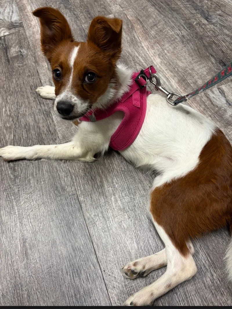 A baby small-sized female Jack Russell Terrier dog named Junie for adoption in merrillville, IN