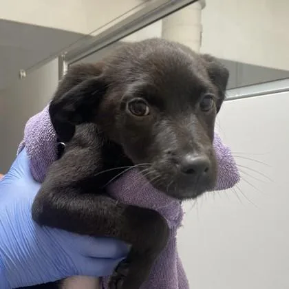 A baby small-sized female Retriever dog named Brie for adoption in Voorhees, NJ