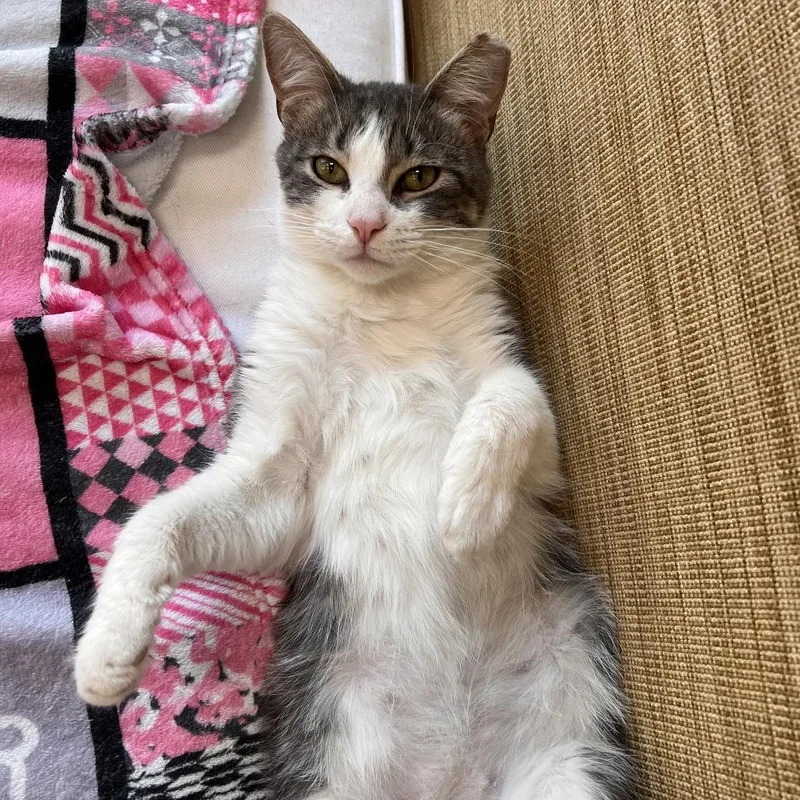 A young medium-sized male Gray / Blue / Silver Domestic Short Hair cat named Dumbo for adoption in Las Vegas, NV