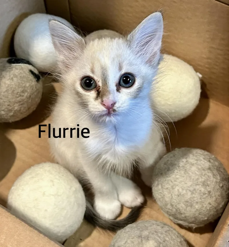 Flurrie