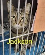 An adult large-sized male Domestic Short Hair cat named Jackson for adoption in Moline, IL