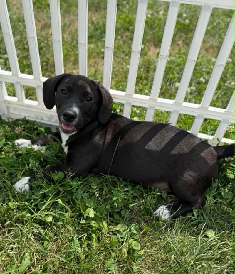 A baby medium-sized male Black Labrador Retriever dog named Ranger for adoption in Elizabethtown, NY