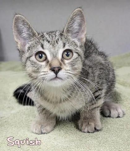 A baby small-sized female Domestic Short Hair cat named Squish for adoption in Mason, MI