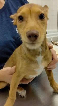 A young small-sized male Chihuahua dog named Tico for adoption in Palm Coast, FL