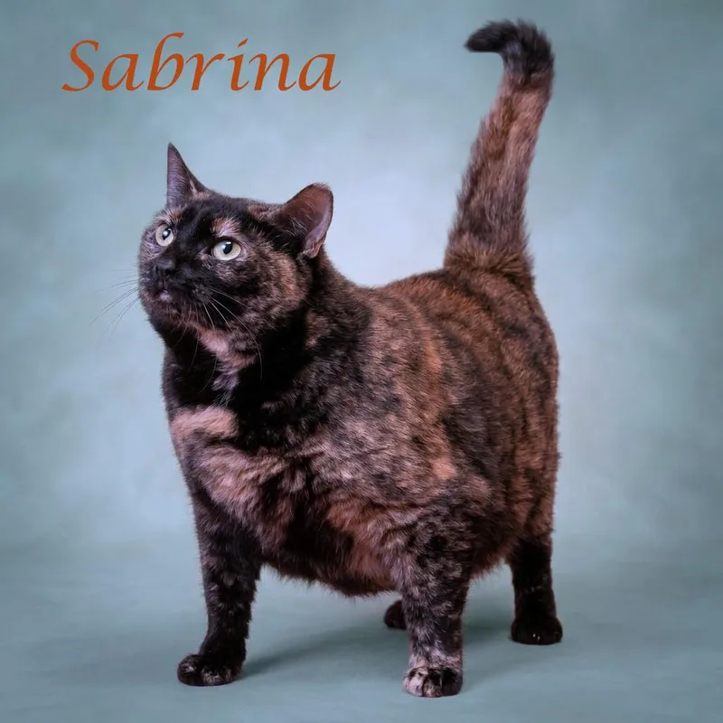 An adult extra large-sized female Tortoiseshell Domestic Short Hair cat named Sabrina C for adoption in Lebanon, TN