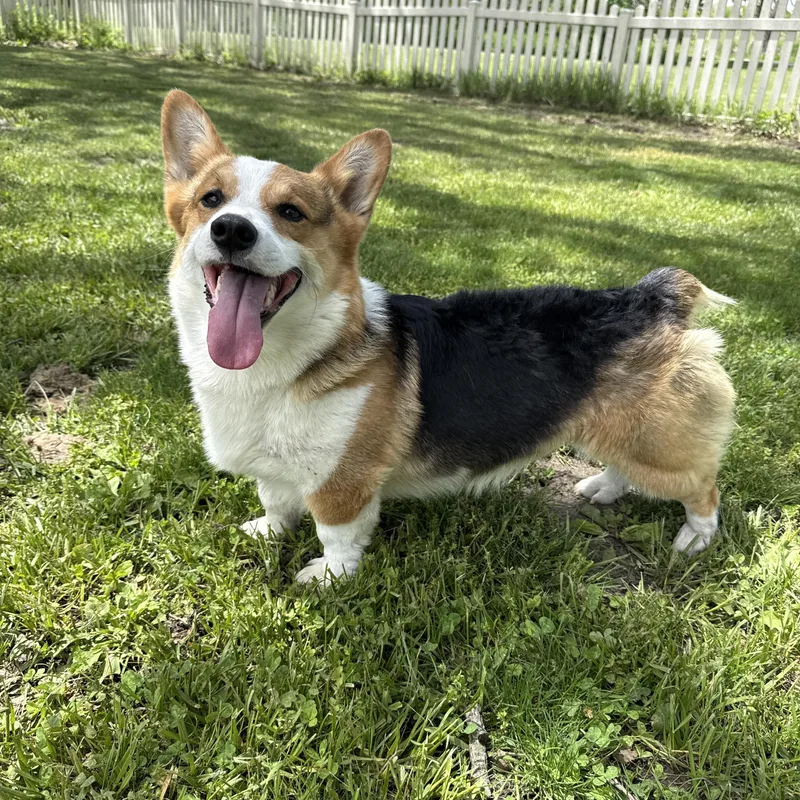 Tater Tot