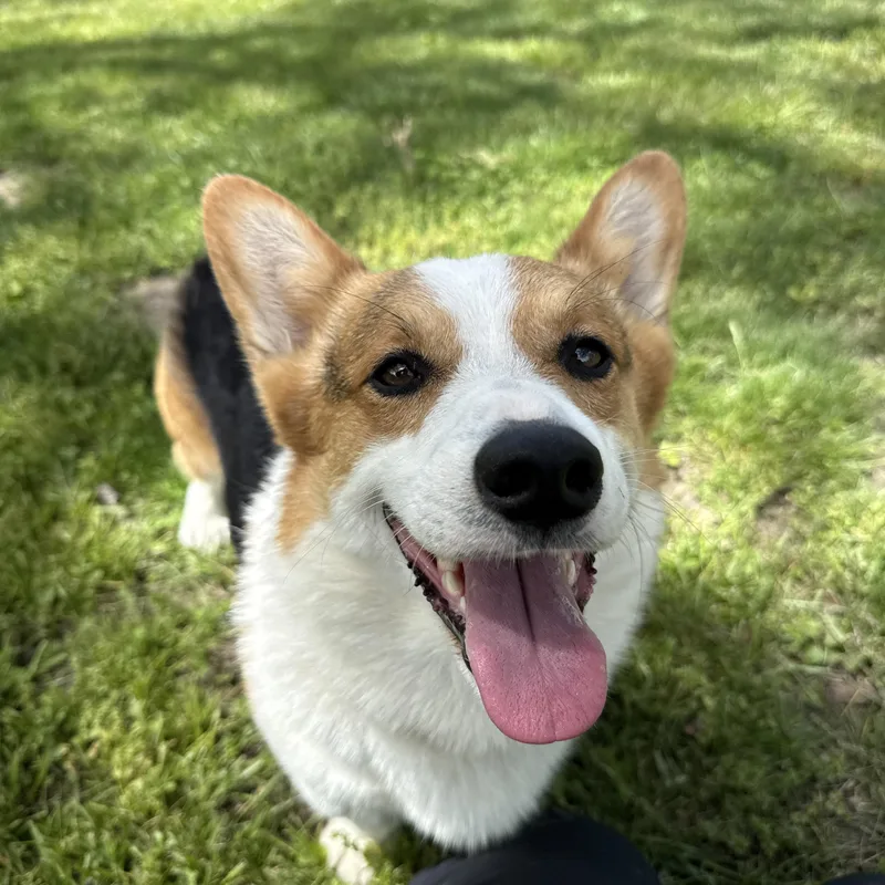 Tater Tot thumbnail 3