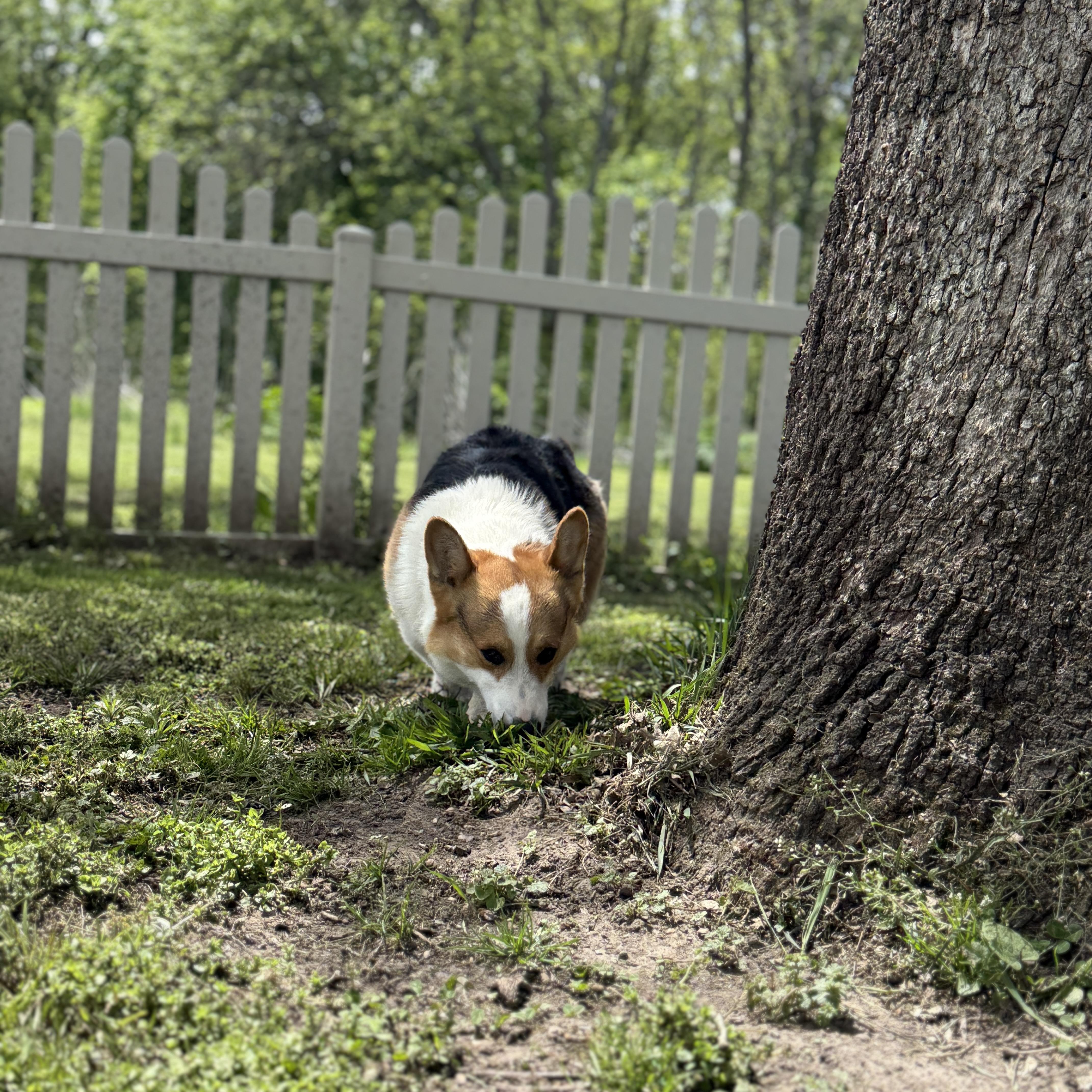 Tater Tot thumbnail 5
