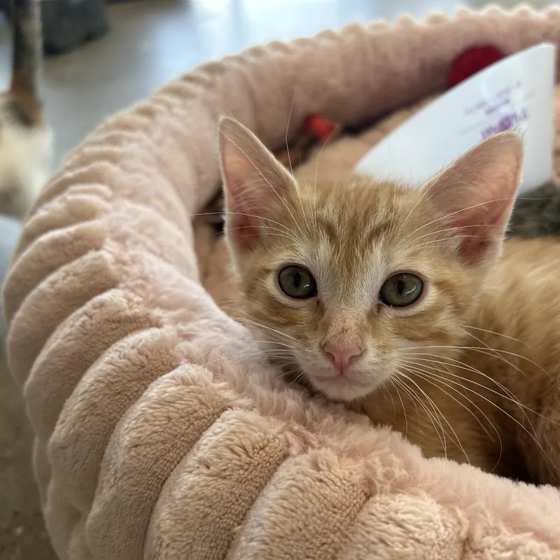A baby small-sized female Orange / Red Domestic Short Hair cat named Babylon for adoption in Leander, TX