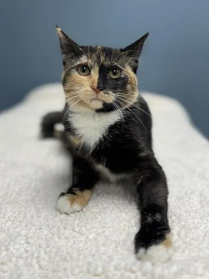 A baby medium-sized female Orange / Red Domestic Short Hair cat named Shine for adoption in Tinley Park, IL