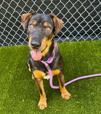 A young small-sized male Mixed Breed dog named Snoogie for adoption in Traverse City, MI