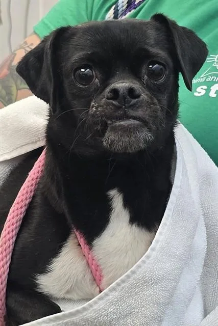 An adult small-sized female Pug dog named Boots for adoption in Tucson, AZ