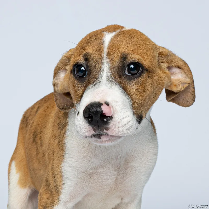 A baby medium-sized male Yellow / Tan / Blond / Fawn Mixed Breed dog named Zeus for adoption in BONIFAY, FL