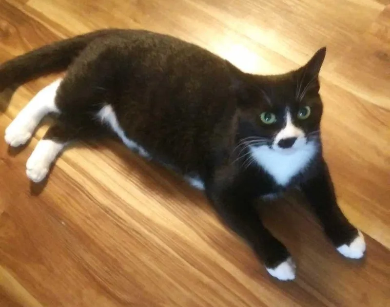 Harlequin thumbnail 4