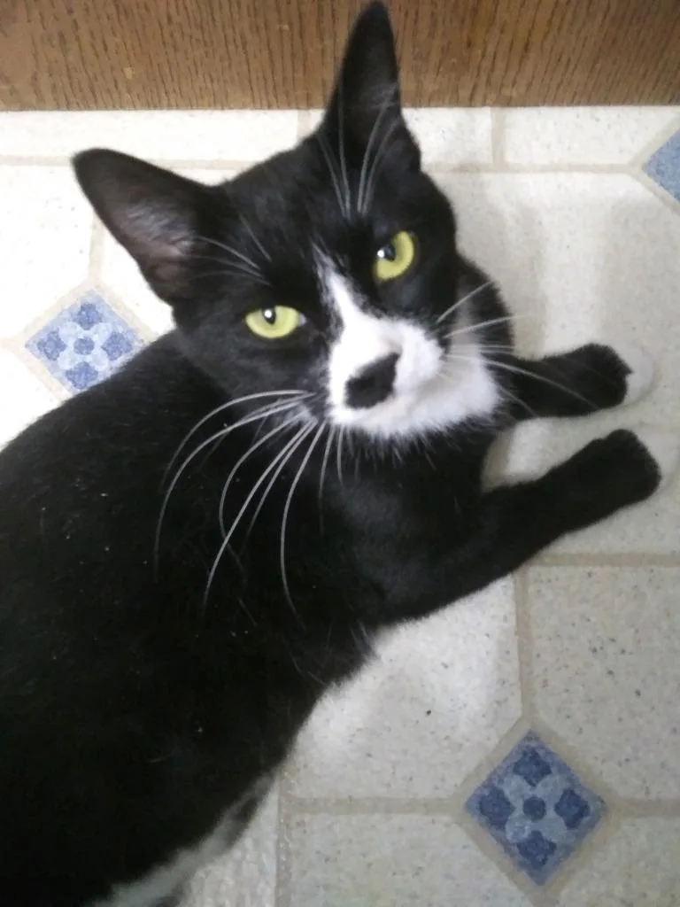 Harlequin thumbnail 5