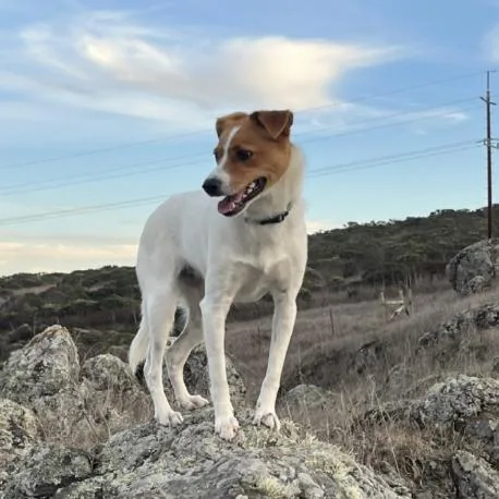 An adult medium-sized female White / Cream Border Collie dog named Bean for adoption in Point Richmond, CA