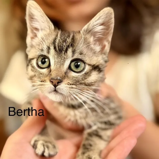 A baby small-sized female Domestic Medium Hair cat named Bertha for adoption in Auburn, CA