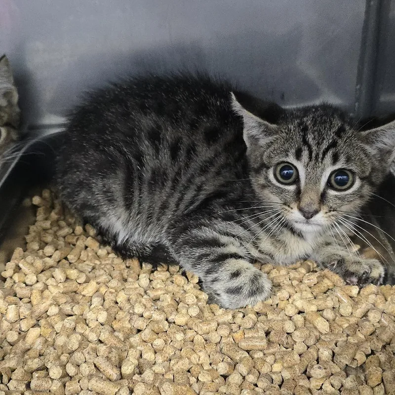 A baby small-sized male Brown / Chocolate Domestic Short Hair cat named Carson for adoption in Yanceyville, NC