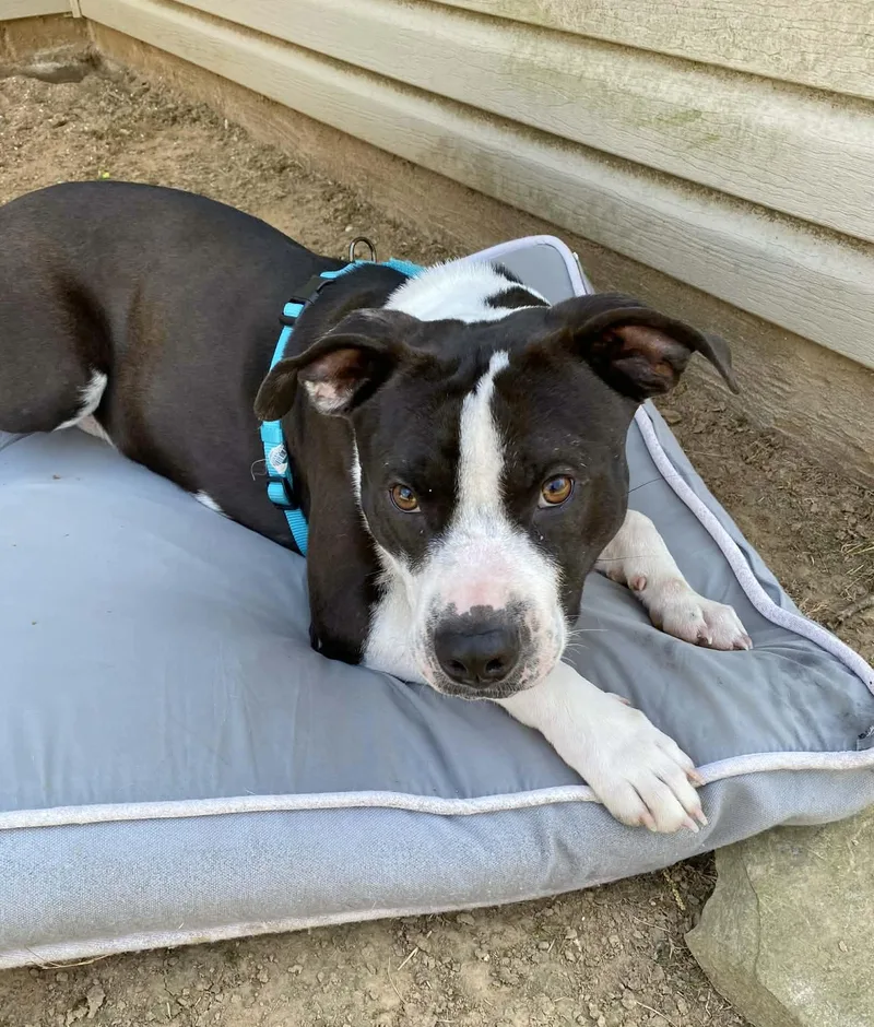 An adult medium-sized male Pit Bull Terrier dog named Hank for adoption in Manchester, CT
